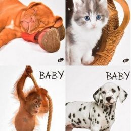 Zvezek a4 mp črtan elisa živali baby 52-listni