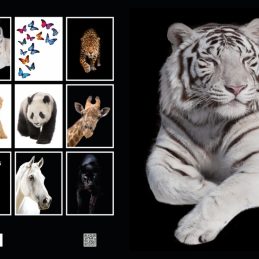 Zvezek a4 mp karo 1x1cm elisa živali 52-listni